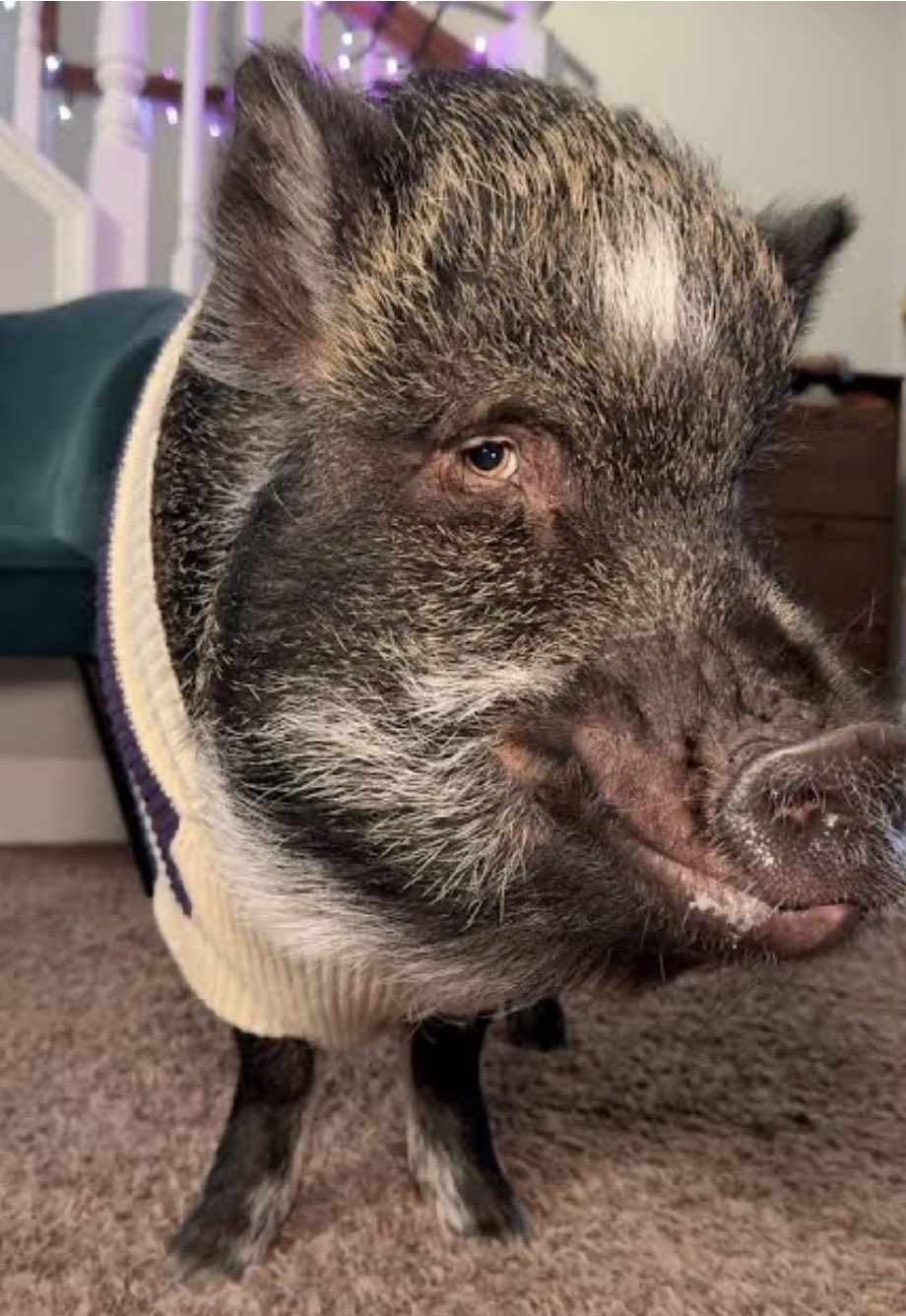 Merlin the Pig Mobile